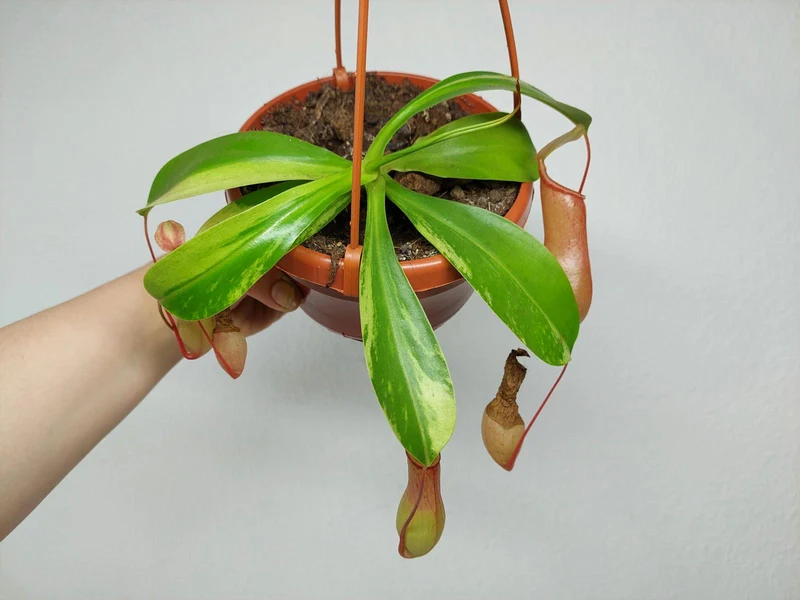 Nepenthes Alata Variegata