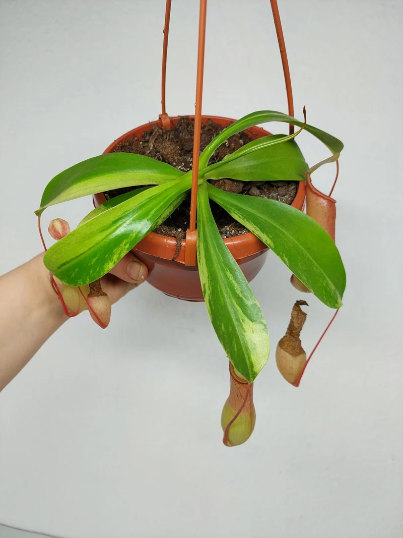 Nepenthes Alata Variegata