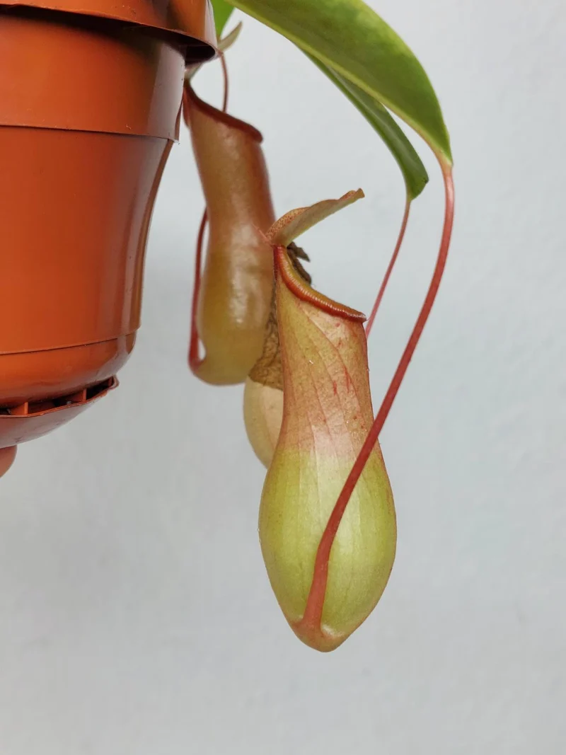 Nepenthes Alata Variegata