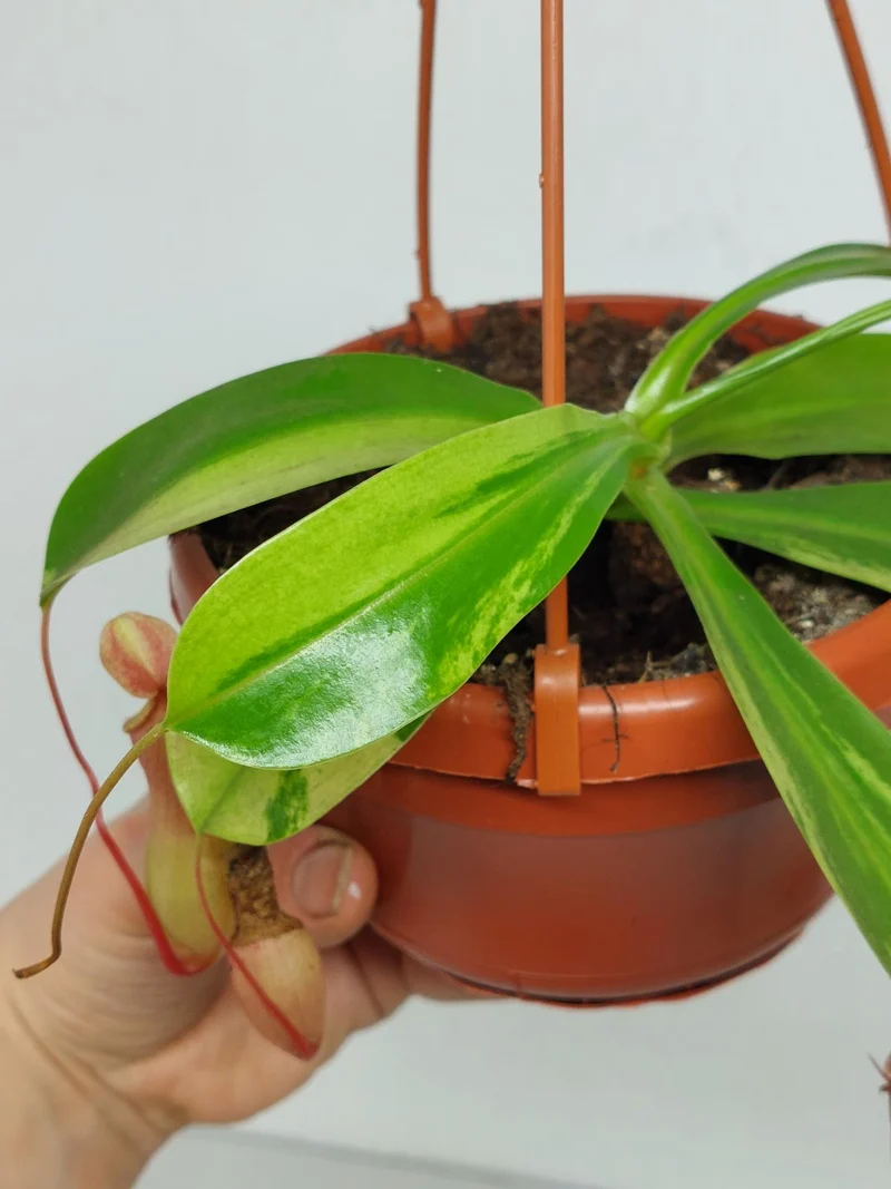 Nepenthes Alata Variegata