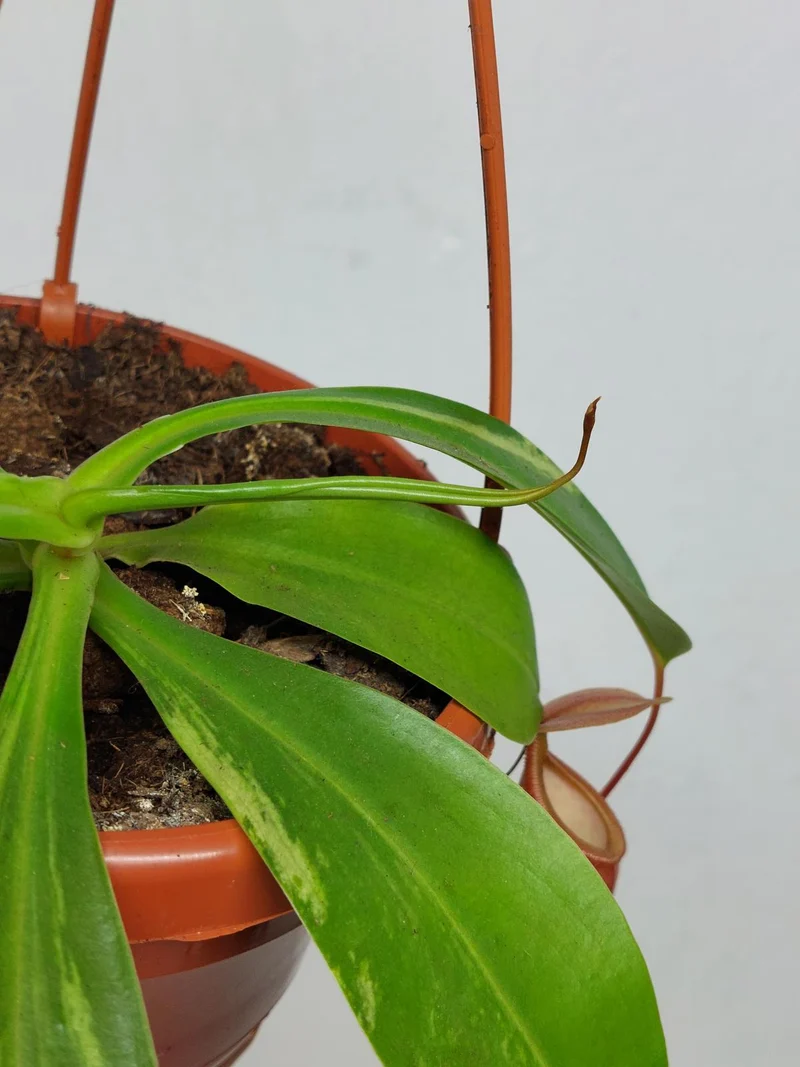 Nepenthes Alata Variegata