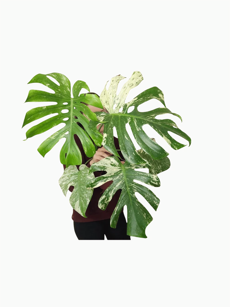 Monstera Mint Adult
