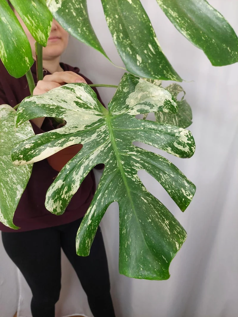 Monstera Mint Adult