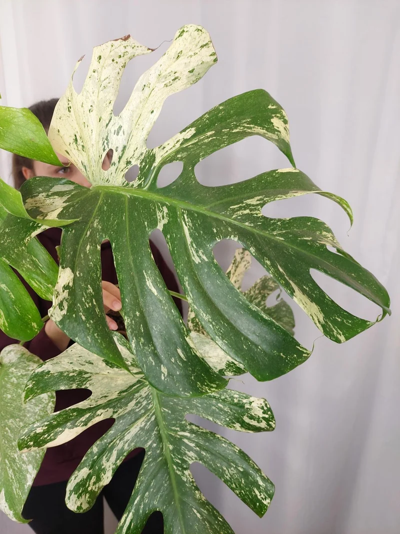 Monstera Mint Adult