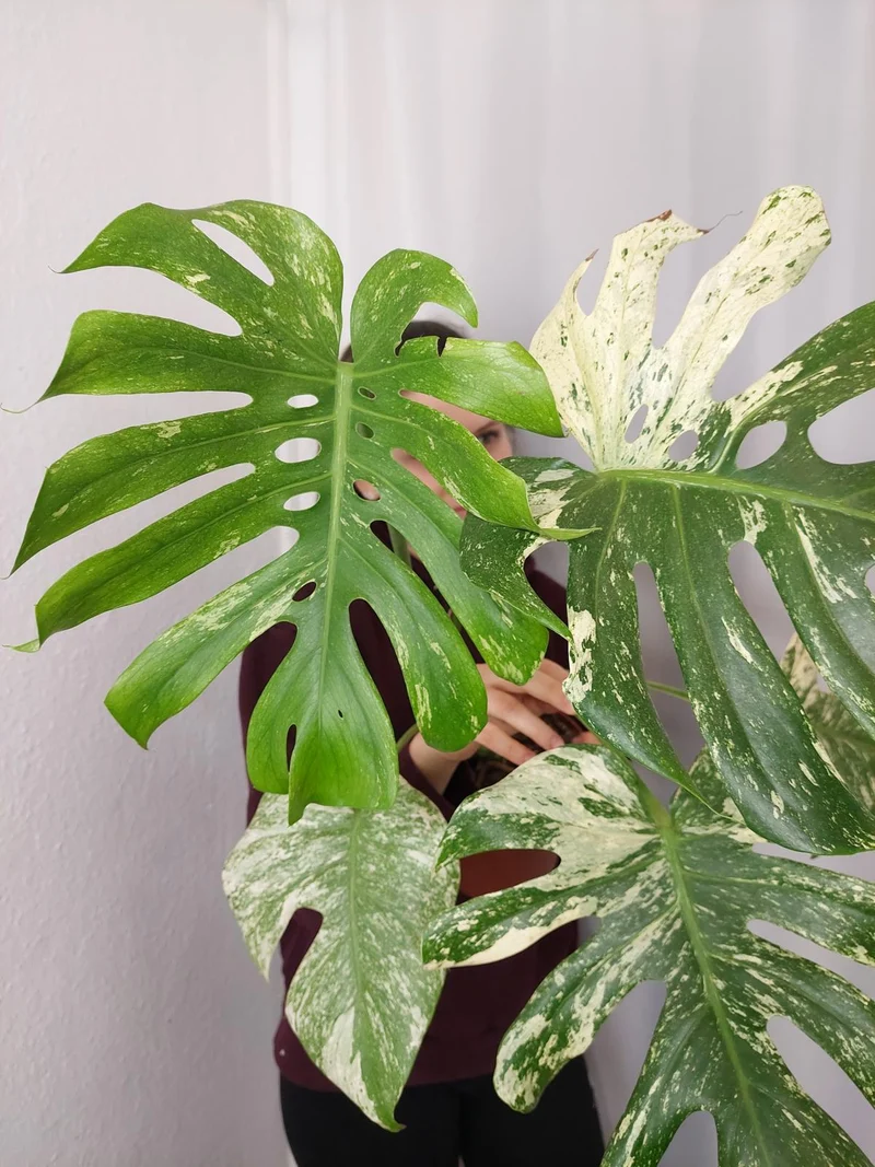 Monstera Mint Adult