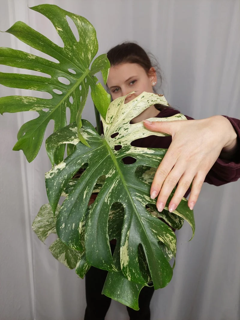 Monstera Mint Adult