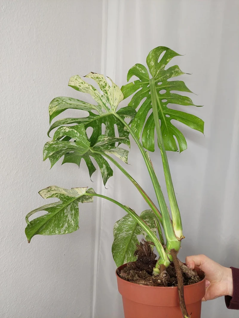 Monstera Mint Adult