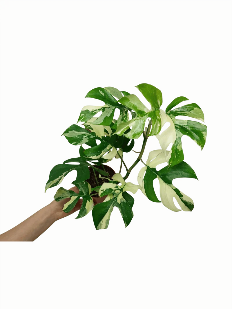 Monstera Minima (Raphidophora Tetrasperma) Variegata