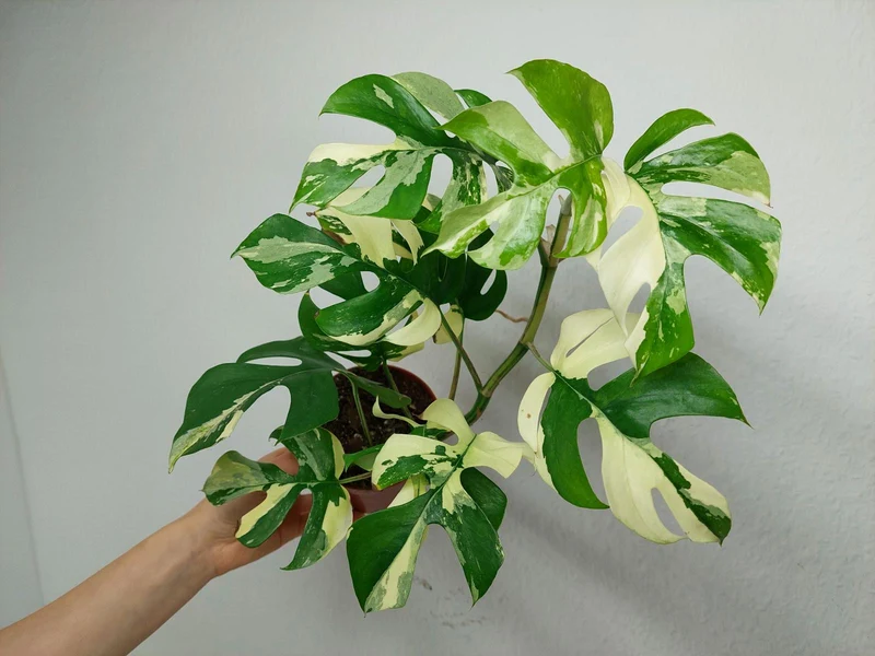 Monstera Minima (Raphidophora Tetrasperma) Variegata
