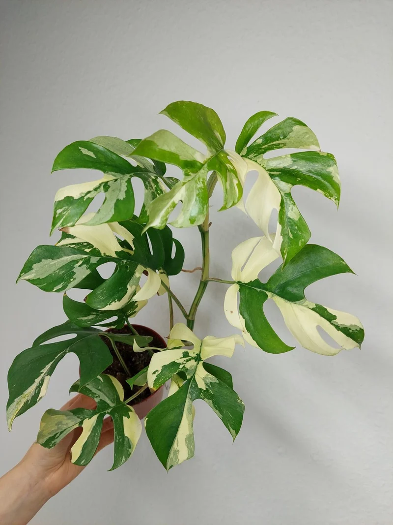 Monstera Minima (Raphidophora Tetrasperma) Variegata
