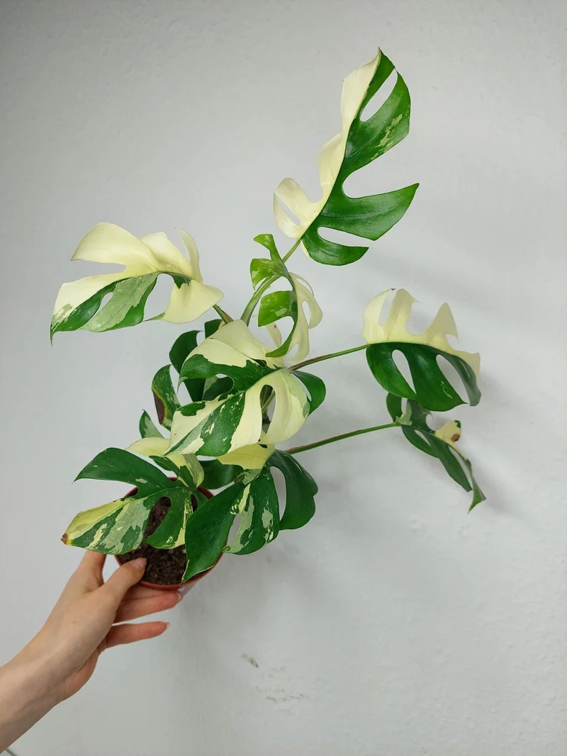 Monstera Minima (Raphidophora Tetrasperma) Variegata