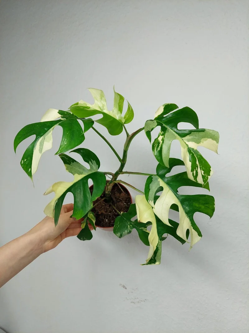 Monstera Minima (Raphidophora Tetrasperma) Variegata