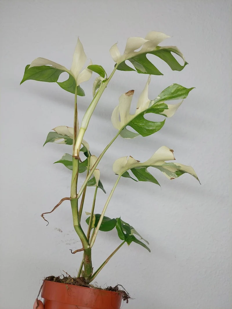 Monstera Minima (Raphidophora Tetrasperma) Variegata