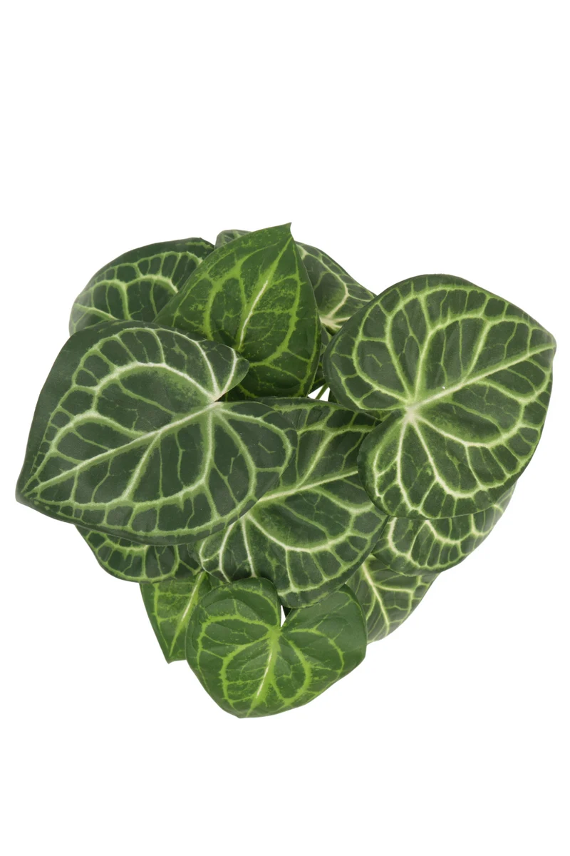 Syngonium Kunstpflanze 30cm
