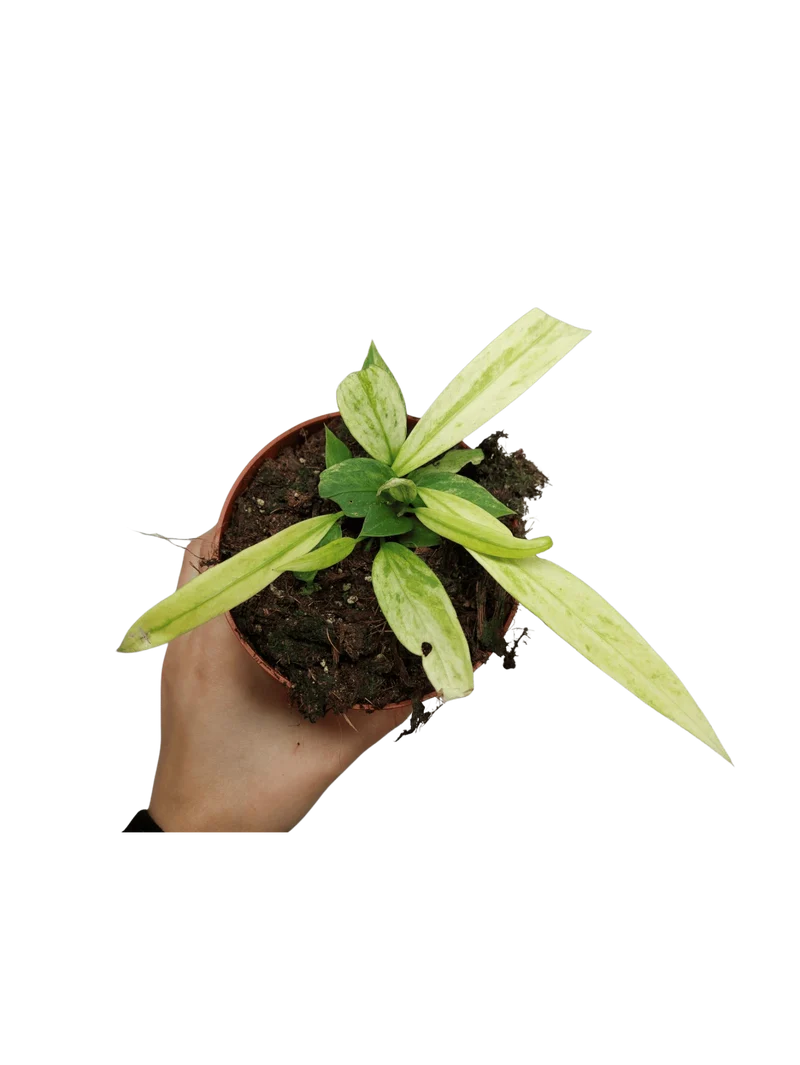 Anthurium Vittarifolium Variegata