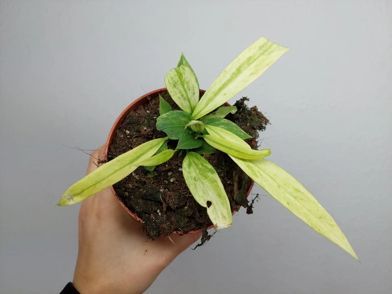 Anthurium Vittarifolium Variegata