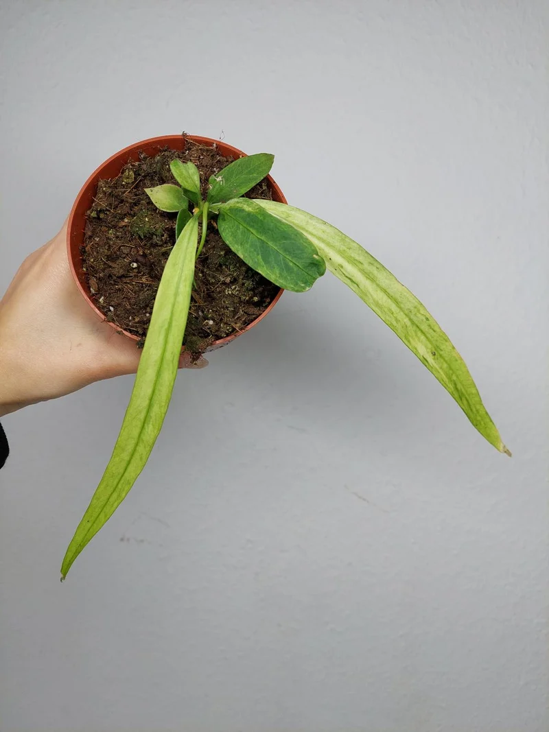 Anthurium Vittarifolium Variegata