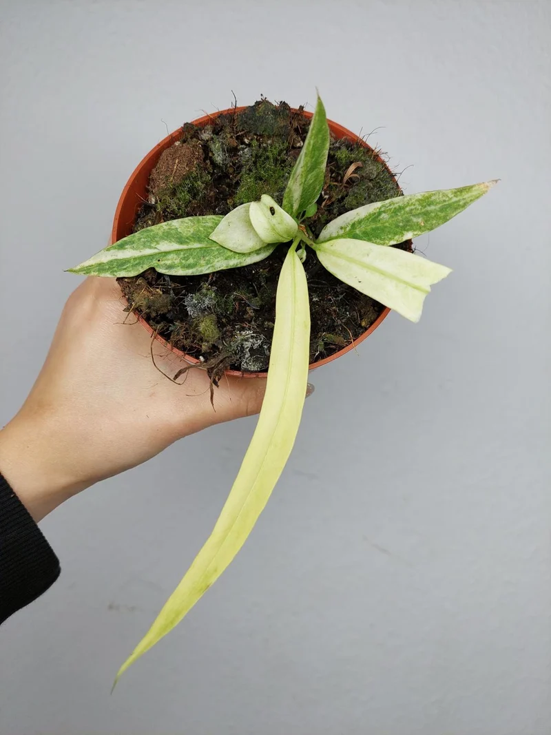 Anthurium Vittarifolium Variegata