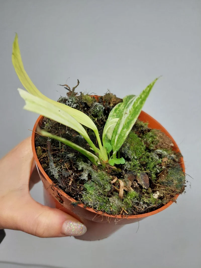 Anthurium Vittarifolium Variegata