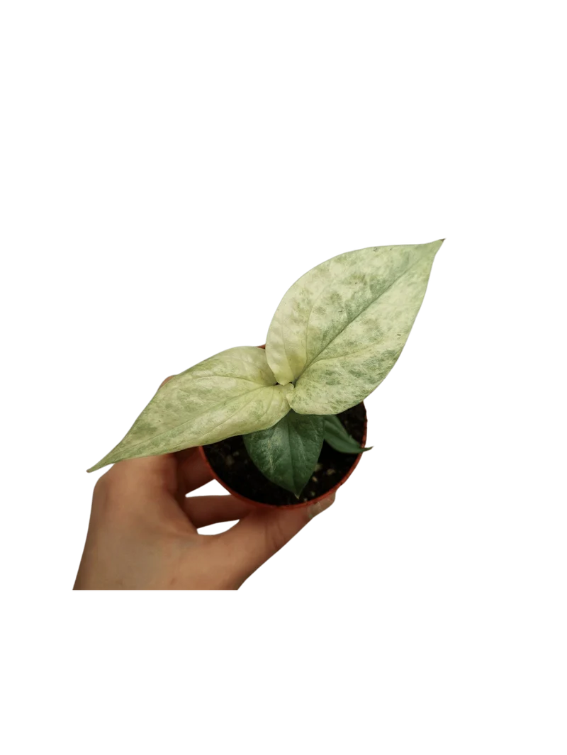 Amydrium Medium Silver Variegata