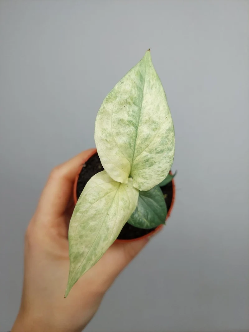 Amydrium Medium Silver Variegata