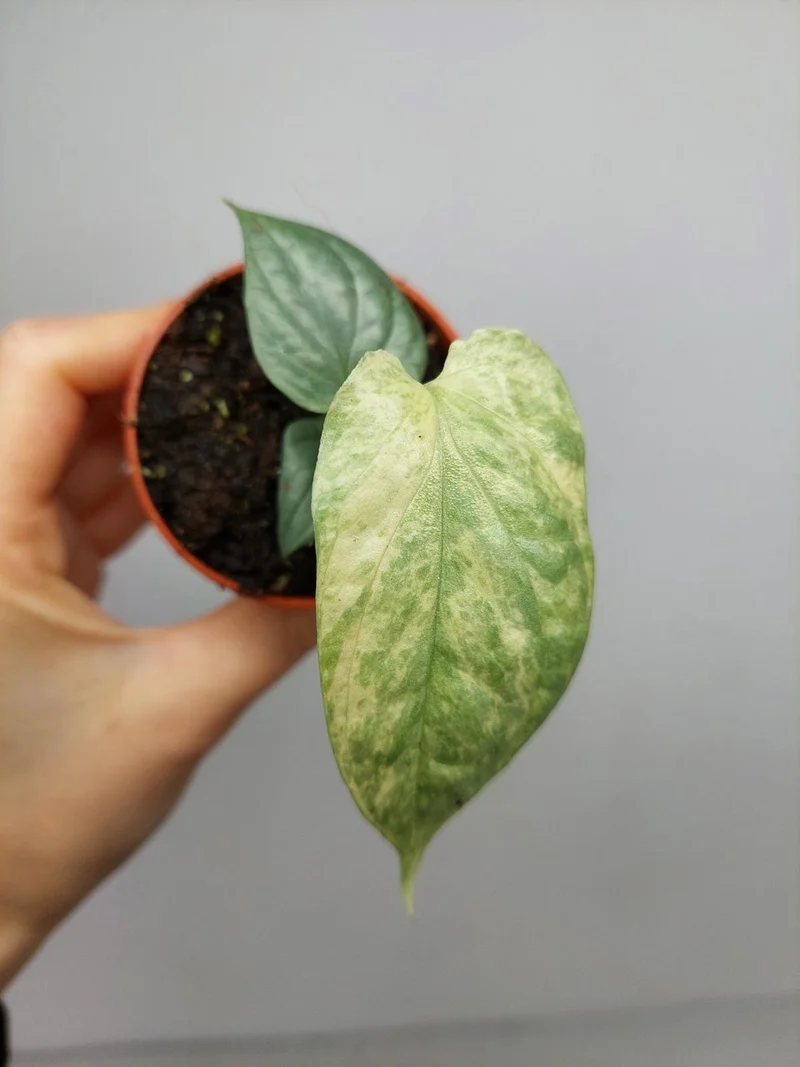 Amydrium Medium Silver Variegata