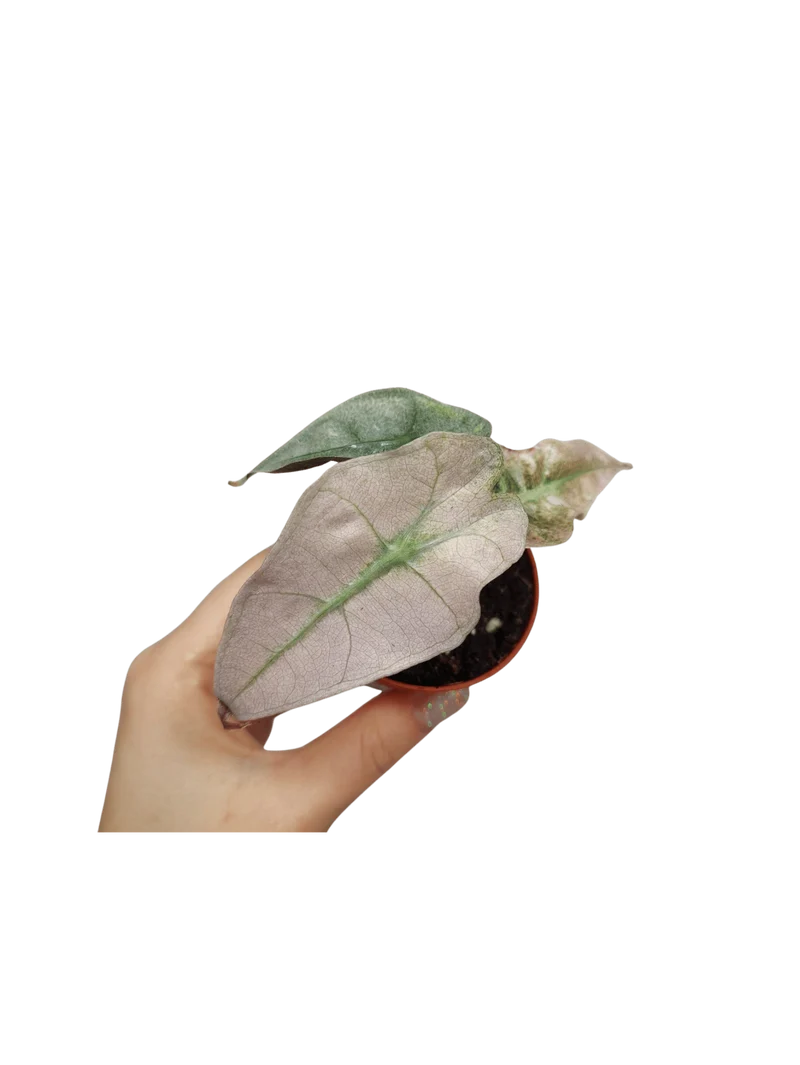 Alocasia Polly Variegata