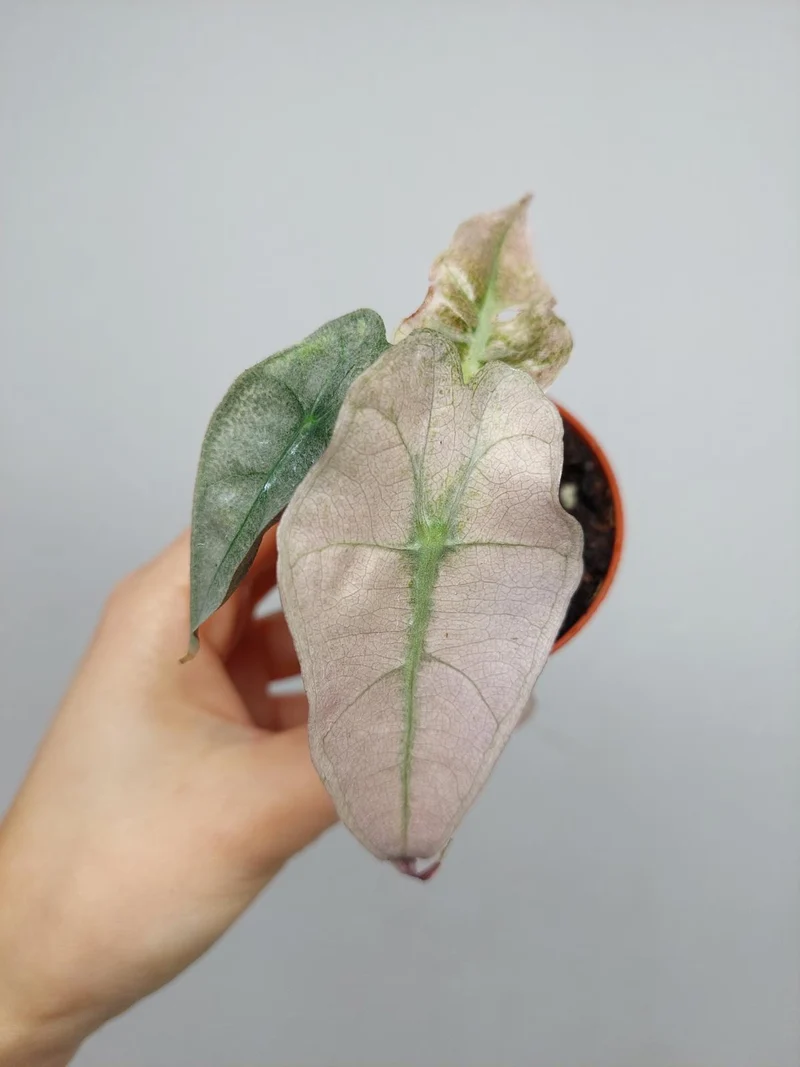 Alocasia Polly Variegata