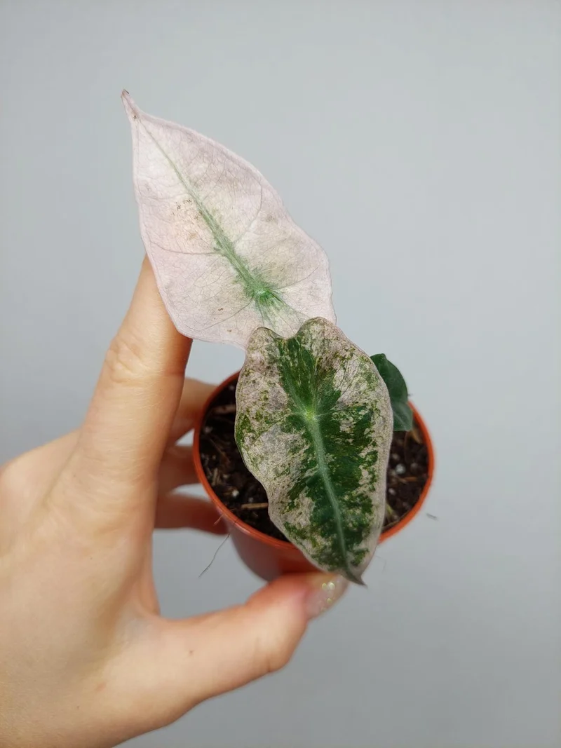 Alocasia Polly Variegata