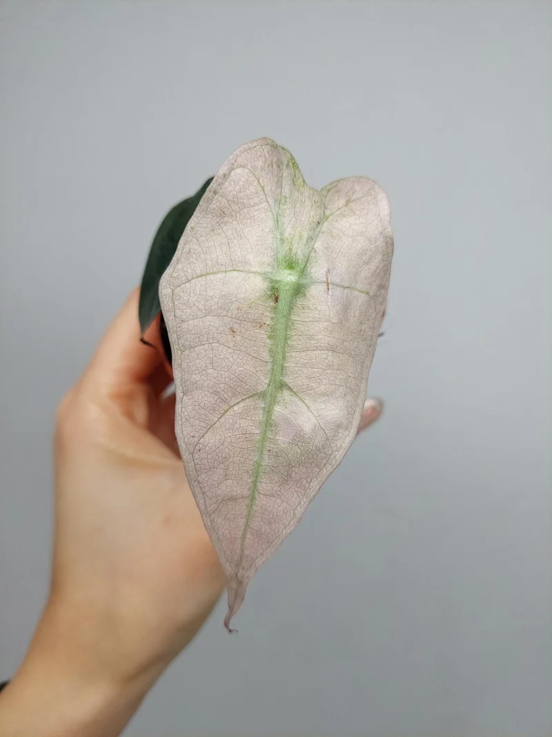 Alocasia Polly Variegata
