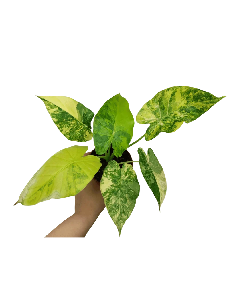 Alocasia Gageana Aurea Variegata
