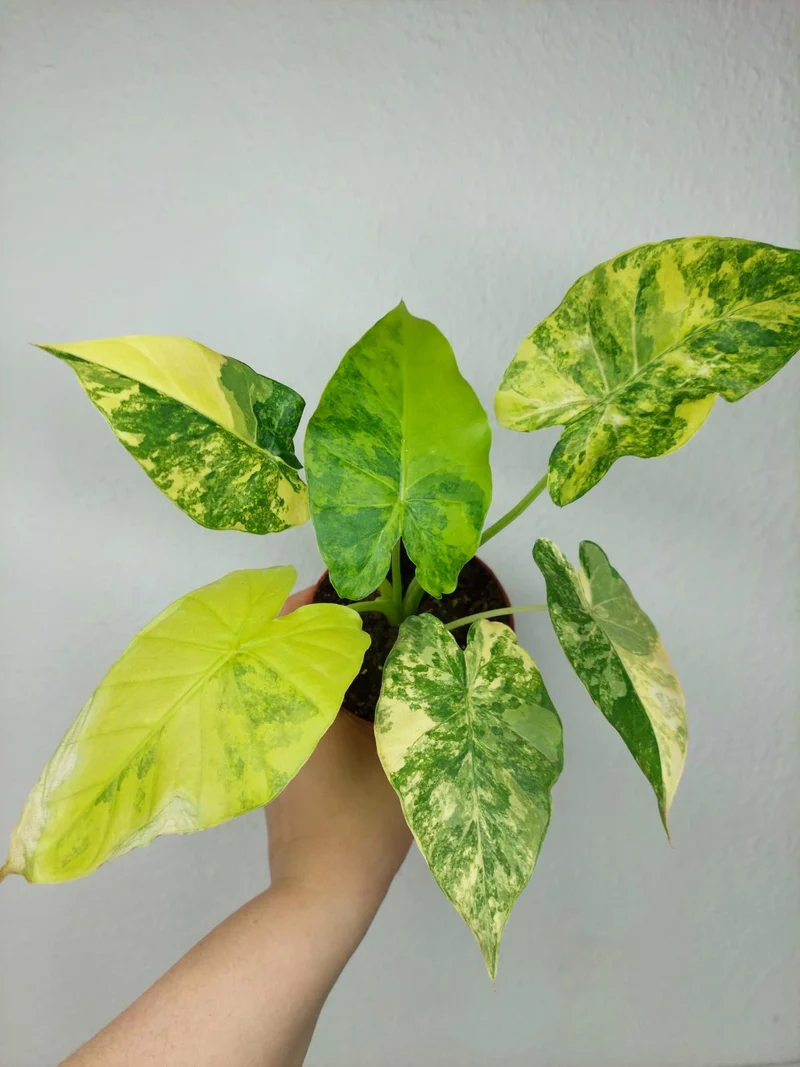 Alocasia Gageana Aurea Variegata