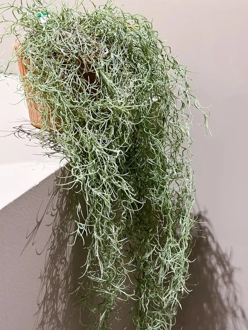 Künstliche Tillandsie - Harry | 95 cm, im Topf