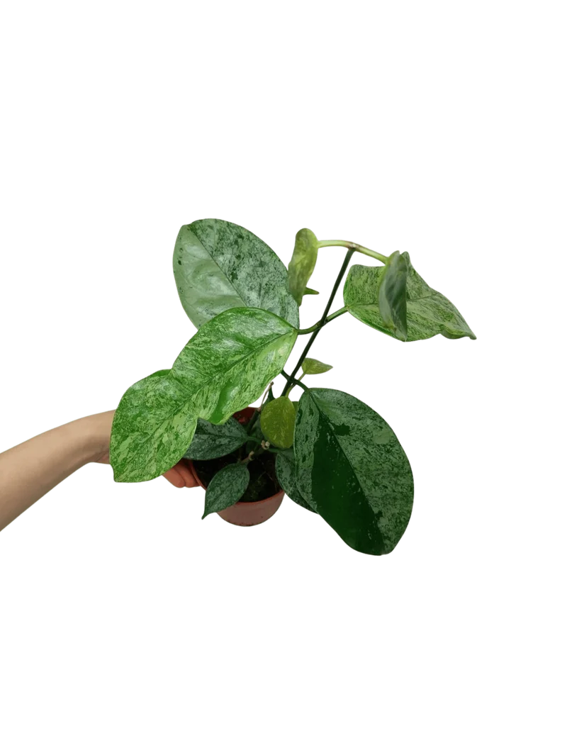 Hoya Coriacea Silver