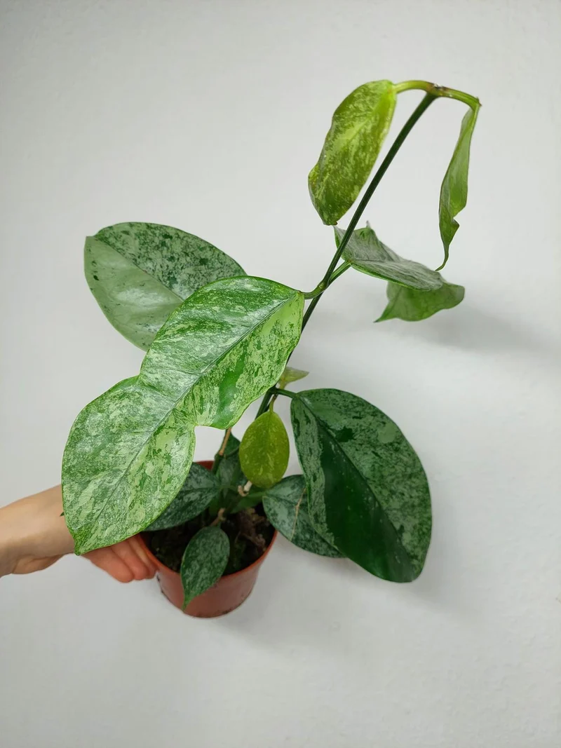 Hoya Coriacea Silver