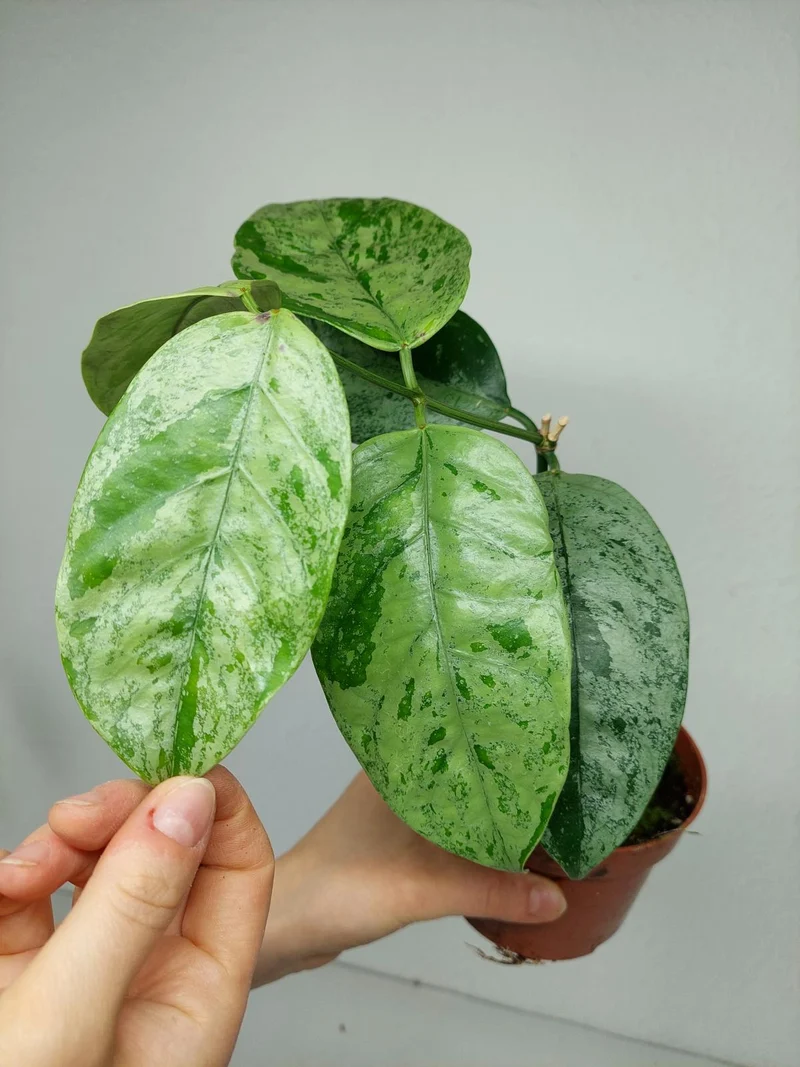 Hoya Coriacea Silver