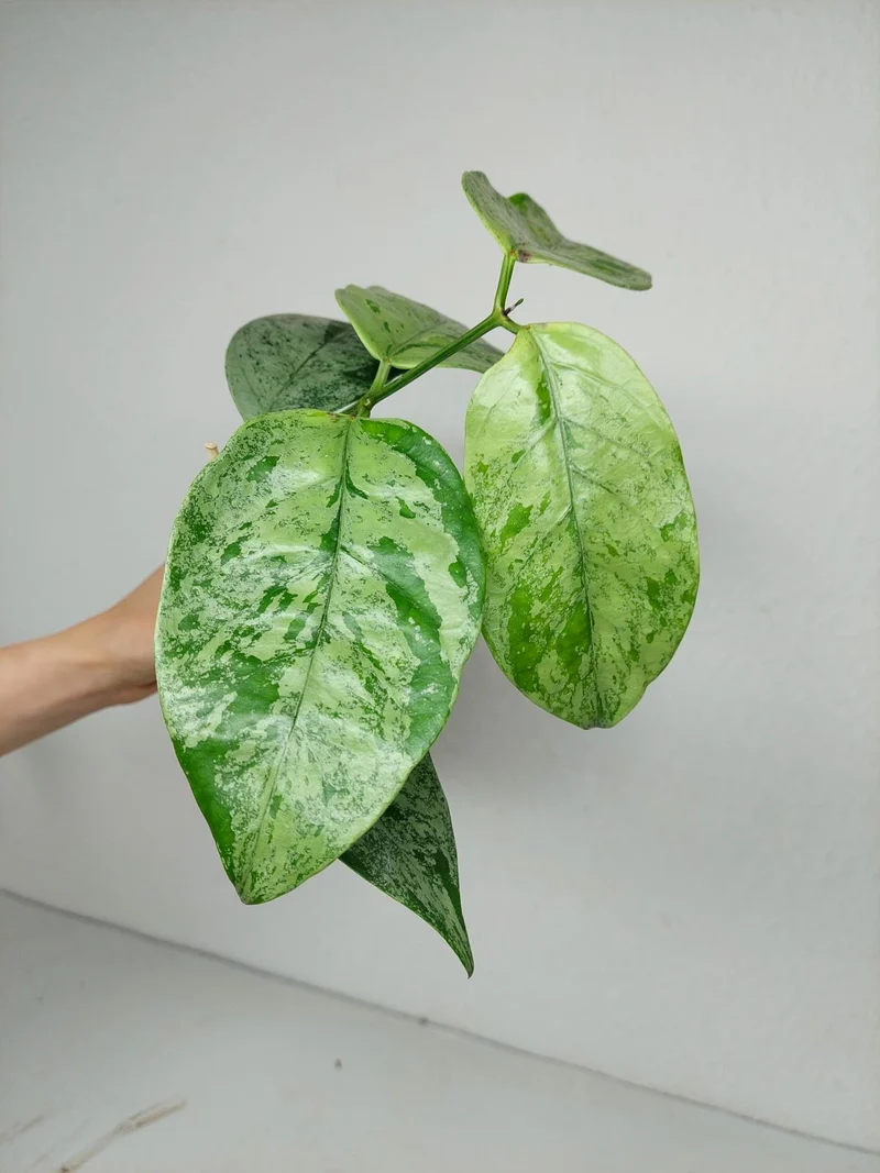 Hoya Coriacea Silver