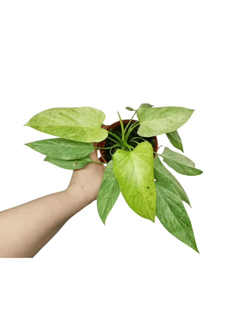 Homalomena Sulcata Cream Frost