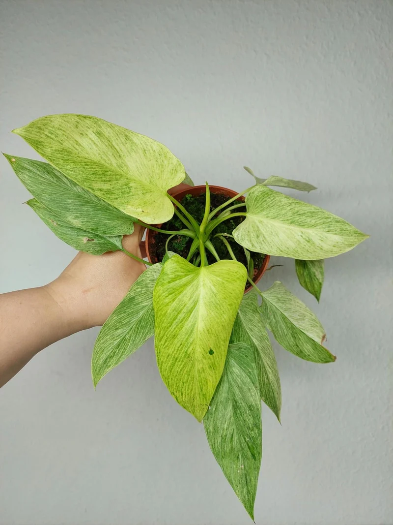 Homalomena Sulcata Cream Frost