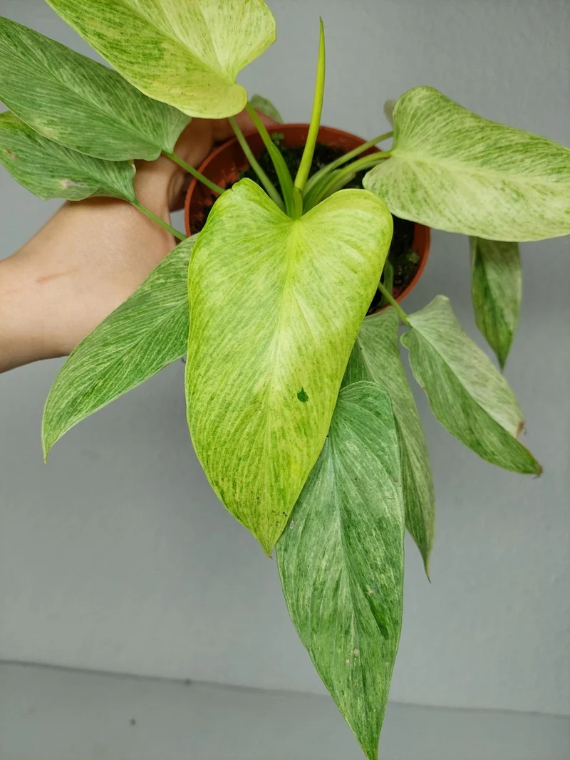 Homalomena Sulcata Cream Frost