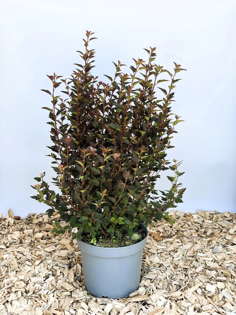 Blasenspiere Magical Sweet Cherry Tea - Topf-/Containerpflanzen