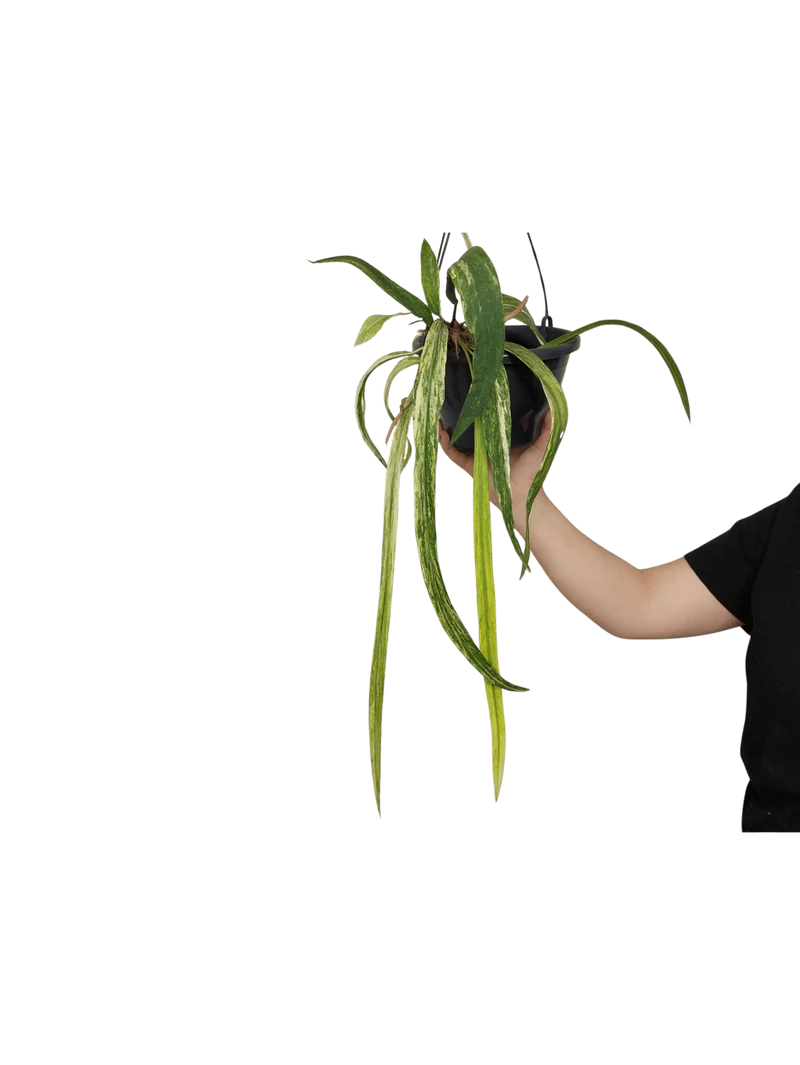 Anthurium Vittarifolium Aurea Variegata groß