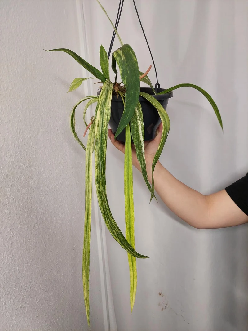 Anthurium Vittarifolium Aurea Variegata groß