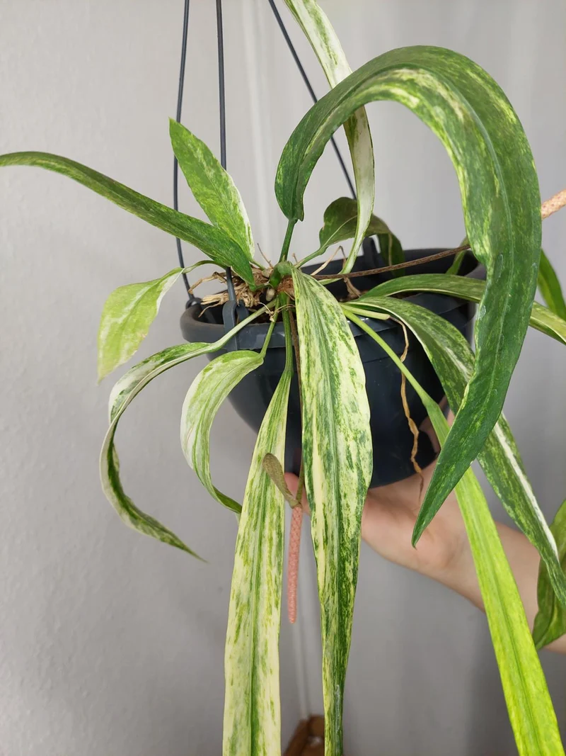 Anthurium Vittarifolium Aurea Variegata groß