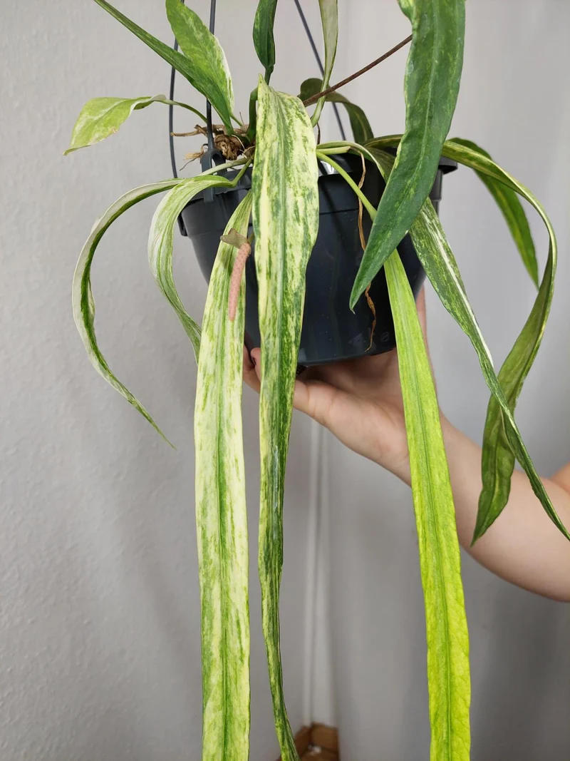 Anthurium Vittarifolium Aurea Variegata groß