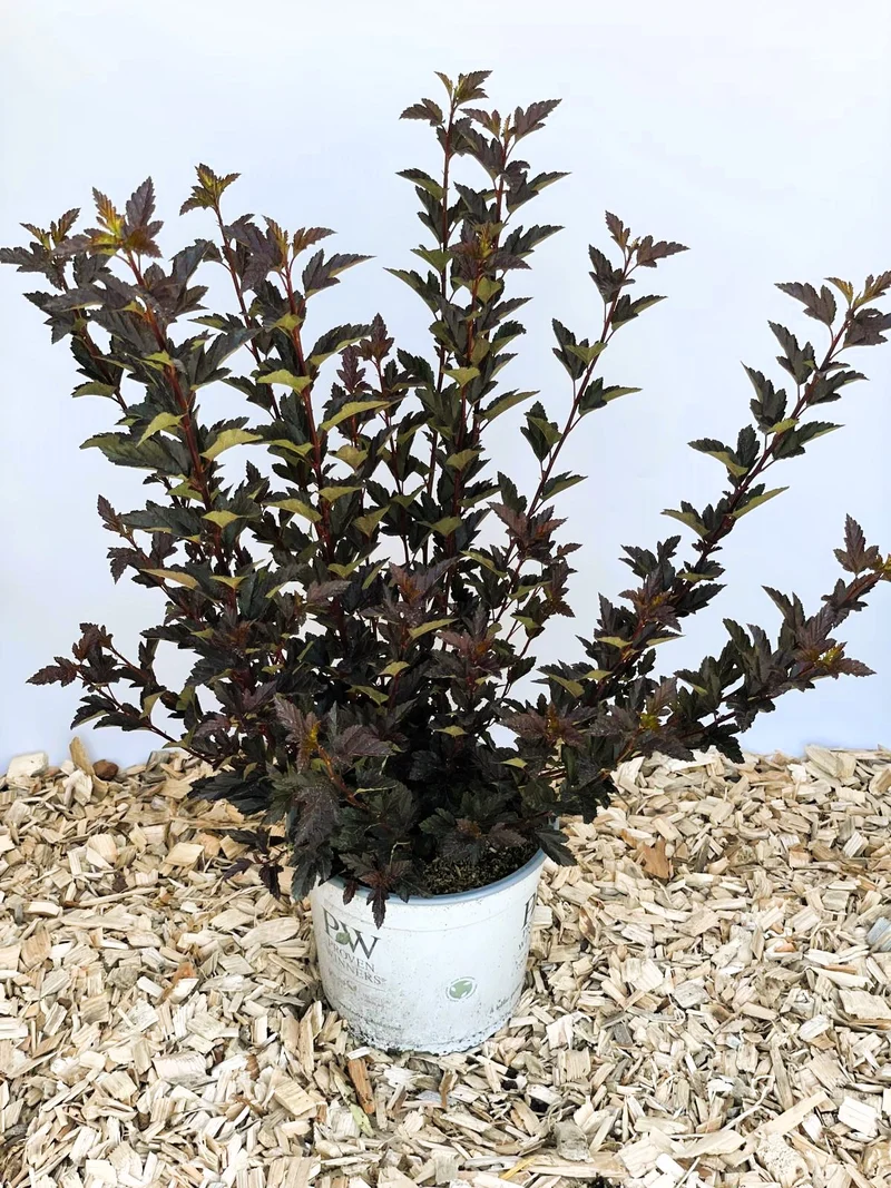 Blasenspiere Tiny Wine - Topf-/Containerpflanzen