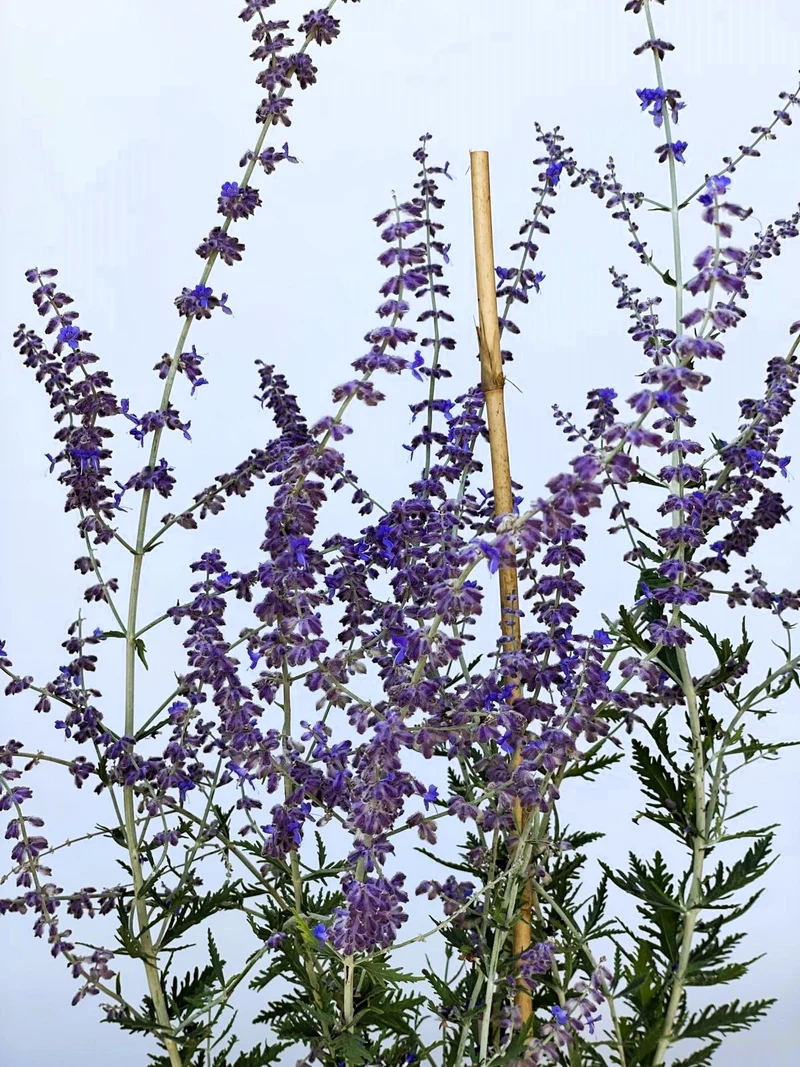 Blauraute Blue Spire - Topf-/Containerpflanzen