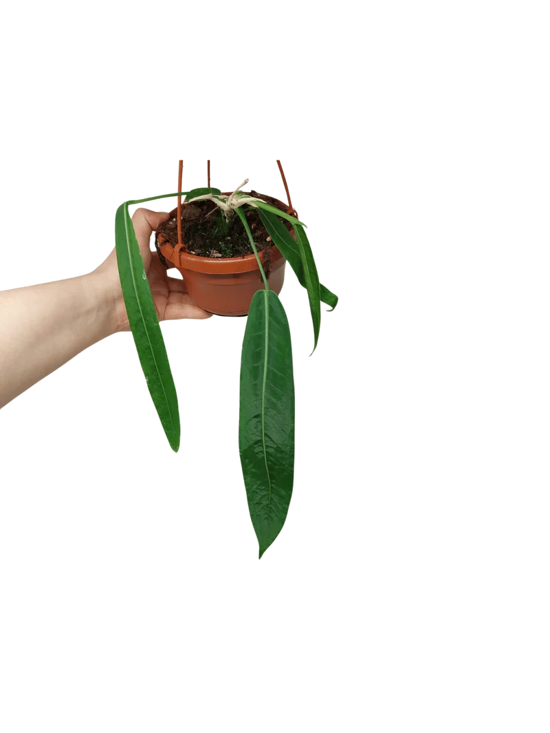 Anthurium Pallidiflorum