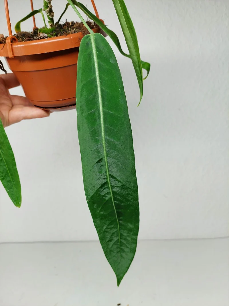 Anthurium Pallidiflorum