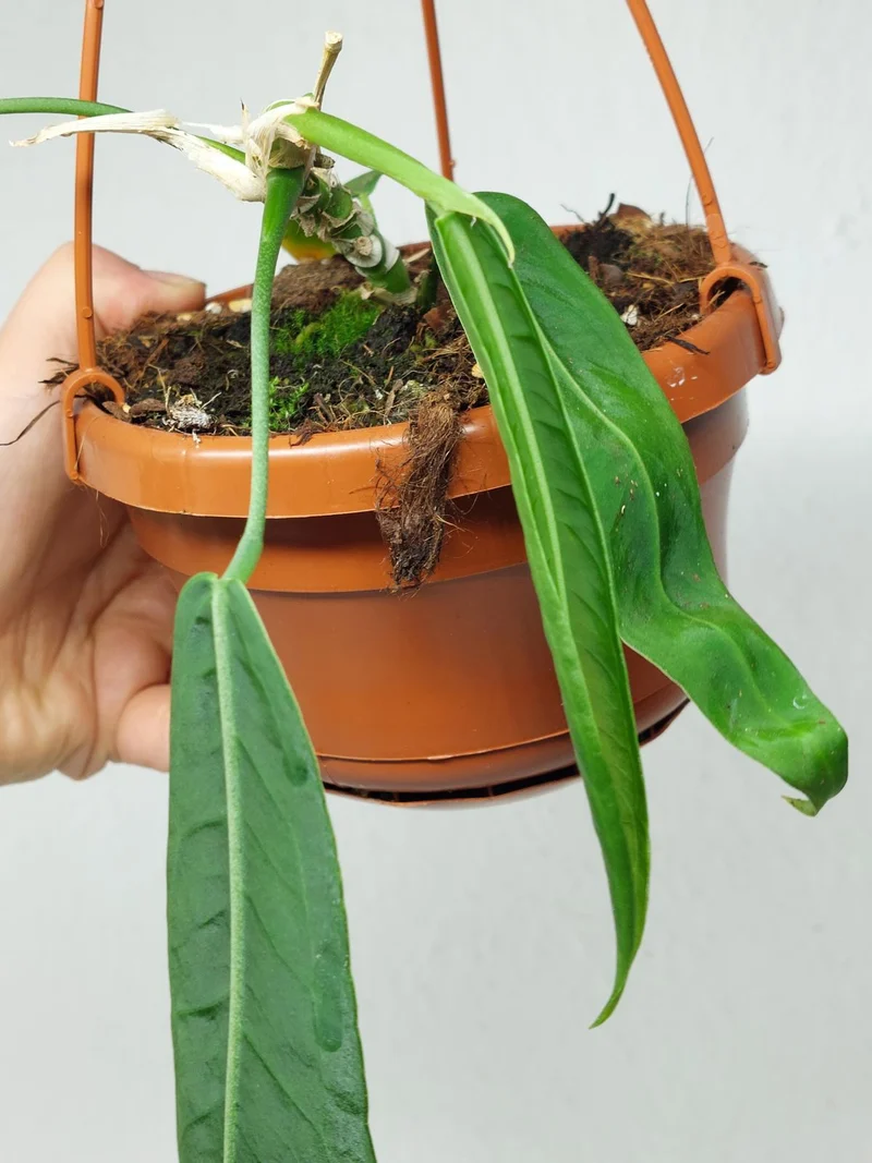 Anthurium Pallidiflorum